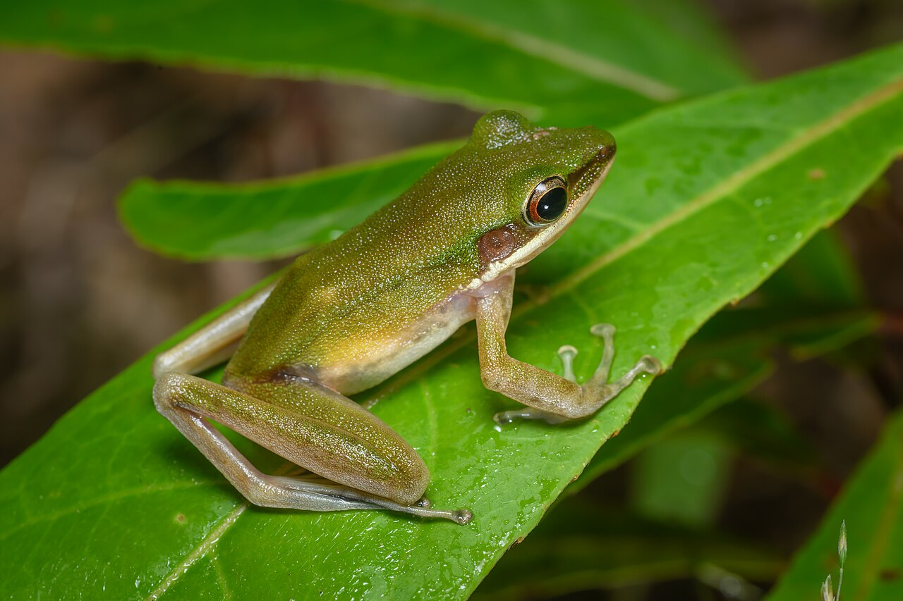 คลองหลอด