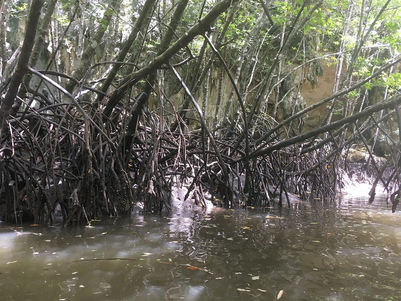 พายเรือคายัค อ่าวถลาน (Ao Thalane) — ป่าชายเลนและถ้ำเล็ก