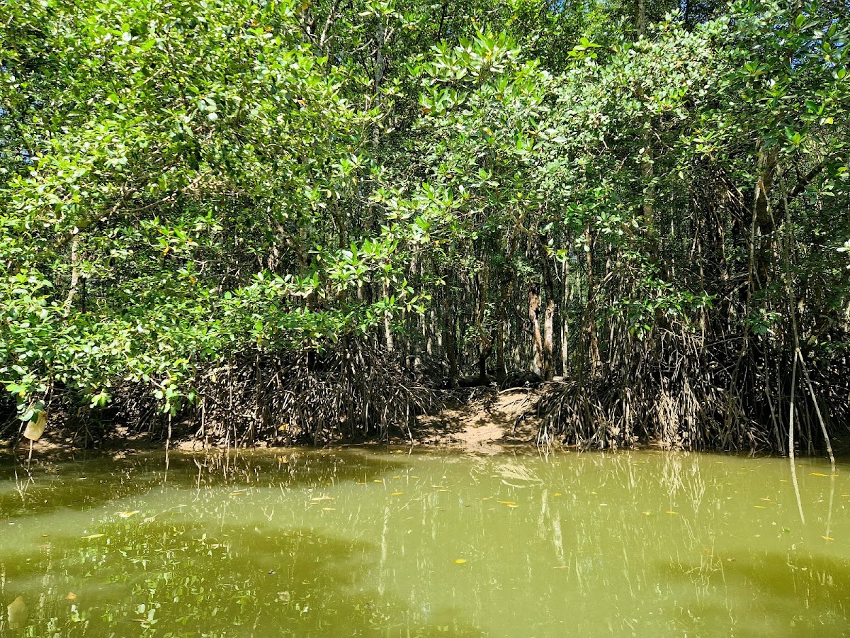 Krabi Urban Forest